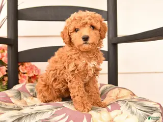 Miniature Poodle dogs for sale: Jenifer - Ad 3