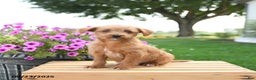 Mixed Breed dogs for sale: Trip - Ad 2