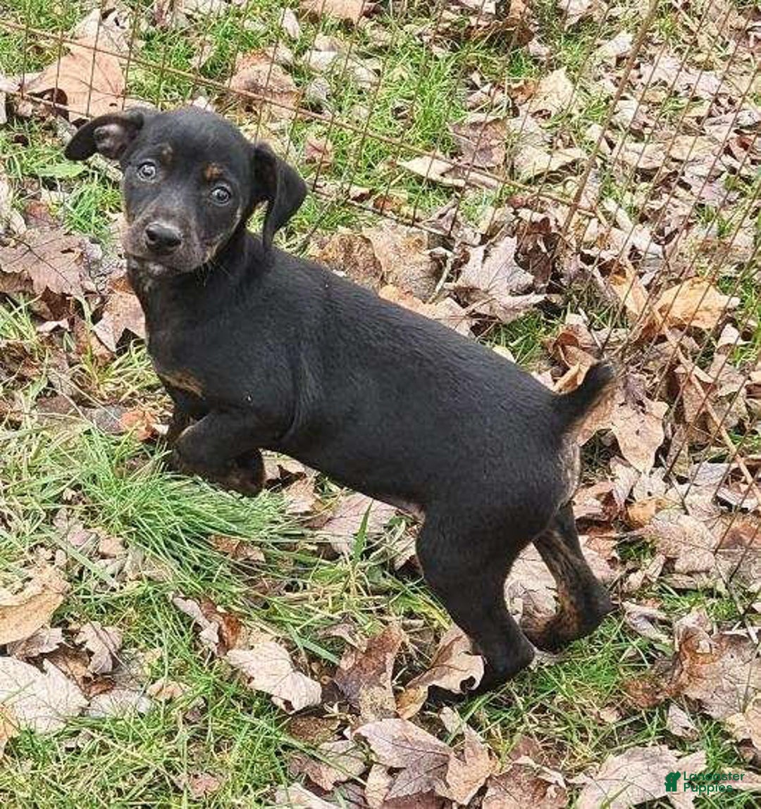 Miniature Pinscher dogs for sale: Rocko - Ad 5