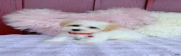 Maltipoo dogs for sale: ❤️ Bowdy ❤️ - Ad 2