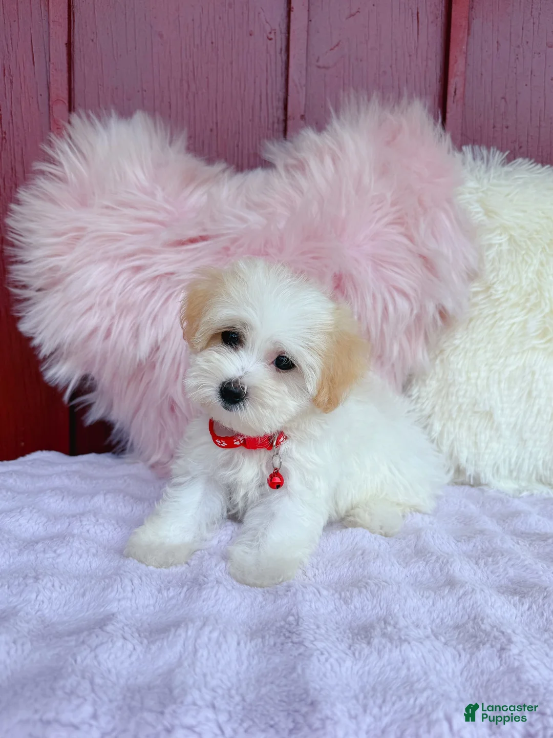 Maltipoo dogs for sale: ❤️ Bowdy ❤️ - Ad 2