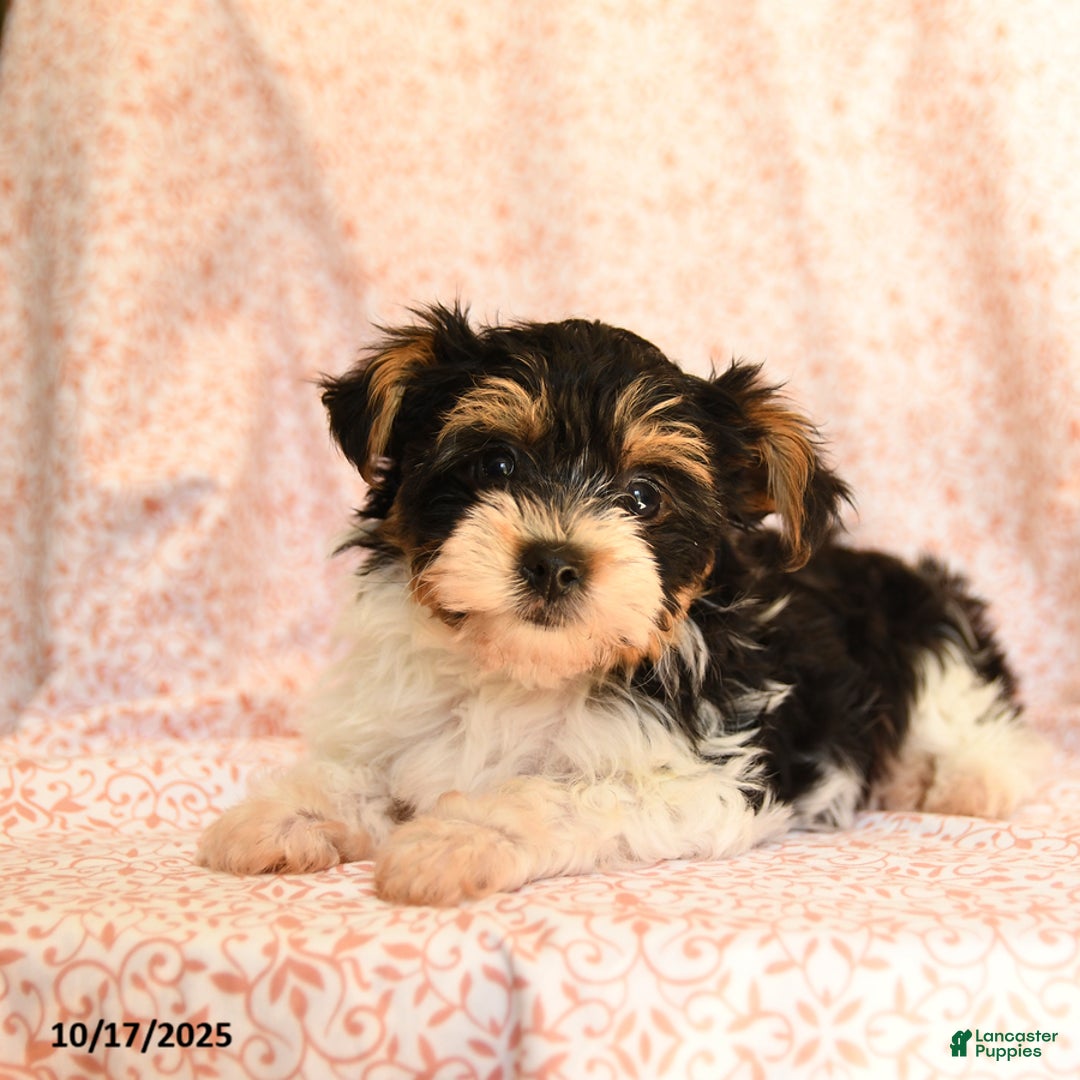 Yorkshire Terrier dogs for sale: Domino - Ad 8