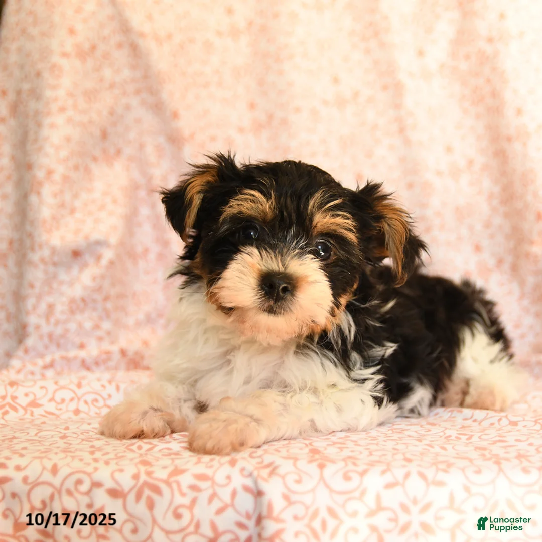 Yorkshire Terrier dogs for sale: Domino - Ad 18