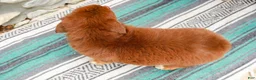 Australian Shepherd dogs for sale: Lucy - Ad 7