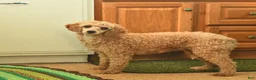 Mini Goldendoodle dogs for sale: Curly Que - Ad 11