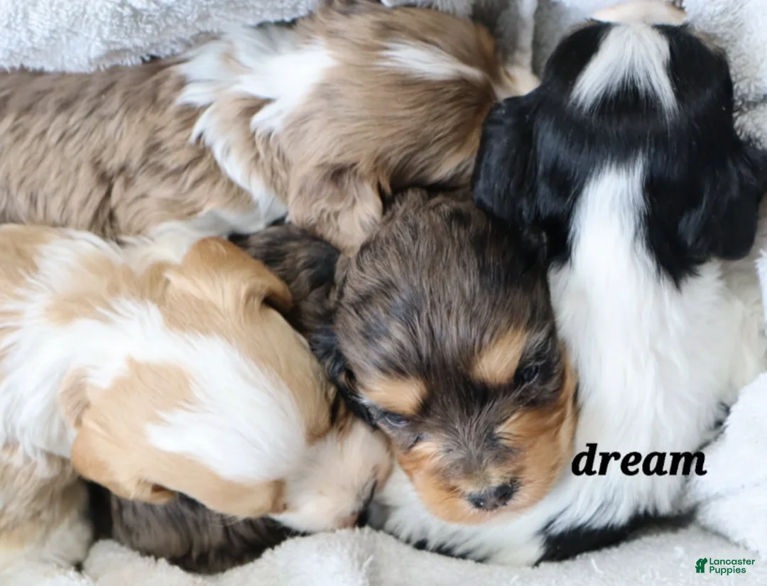 Cavapoo dogs for sale: Elliot - Ad 5