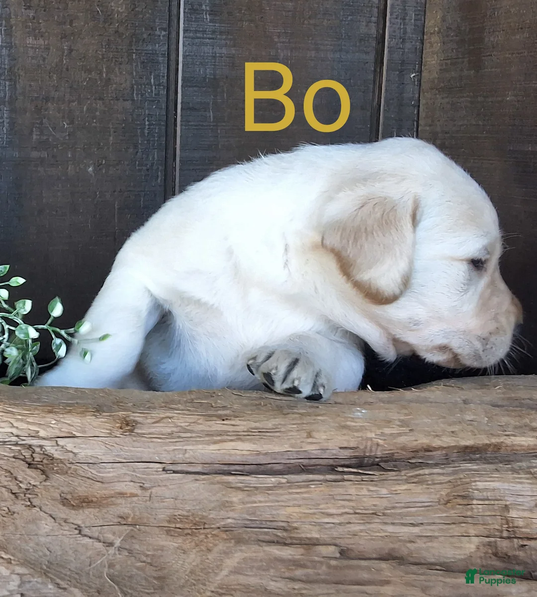 Labrador Retriever dogs for sale: Bo Retriever 4 - Ad 2