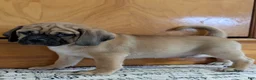 Puggle dogs for sale: Chance  - Ad 4