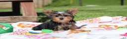 Yorkshire Terrier dogs for sale: Ollie - Ad 13