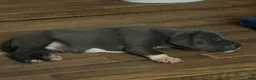 Mixed Breed dogs for sale: Baby 1 - Ad 4