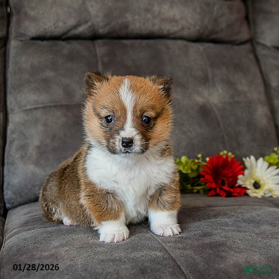 Welsh Corgi Pembroke dogs Toffee - Ad 2