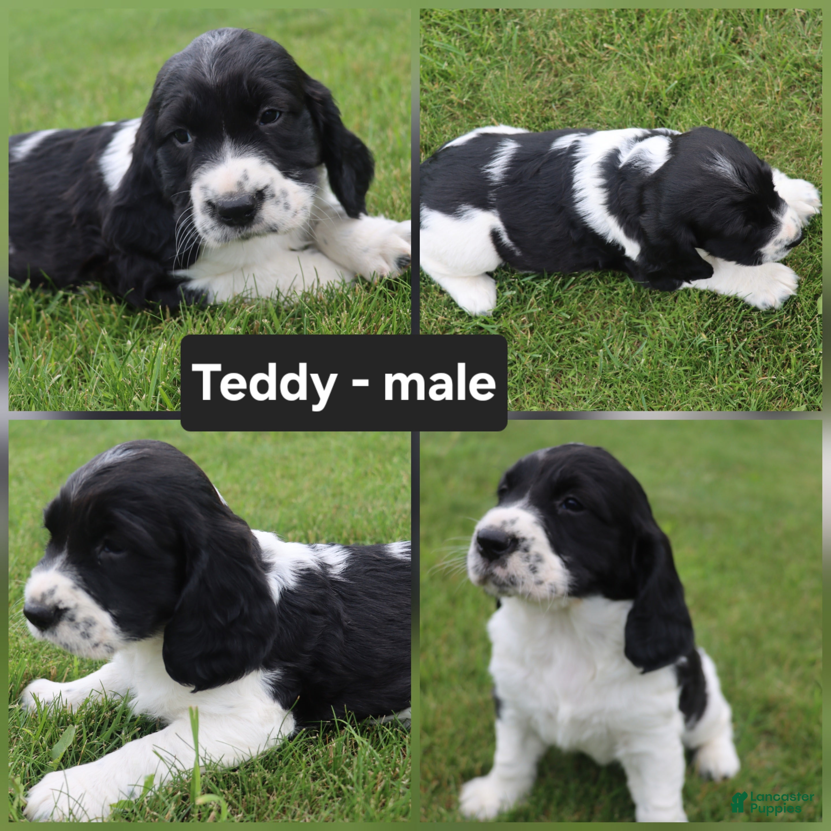 English Springer Spaniel dogs Teddy - Ad 36