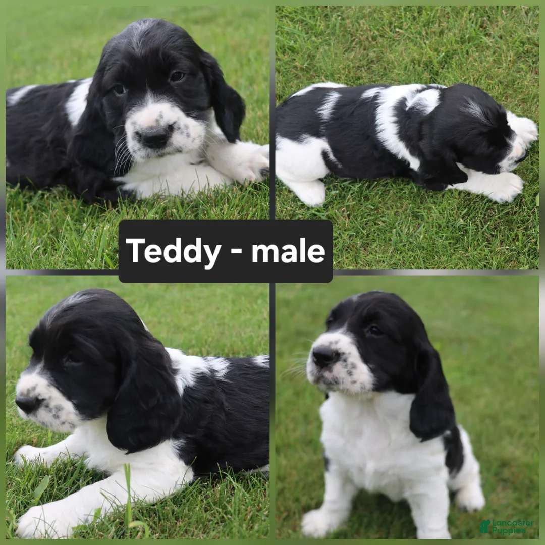 English Springer Spaniel dogs for sale: Teddy - Ad 1