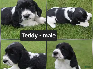 English Springer Spaniel dogs Teddy - Ad 36