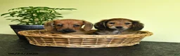 Miniature Dachshund dogs for sale: Lynette - Ad 5