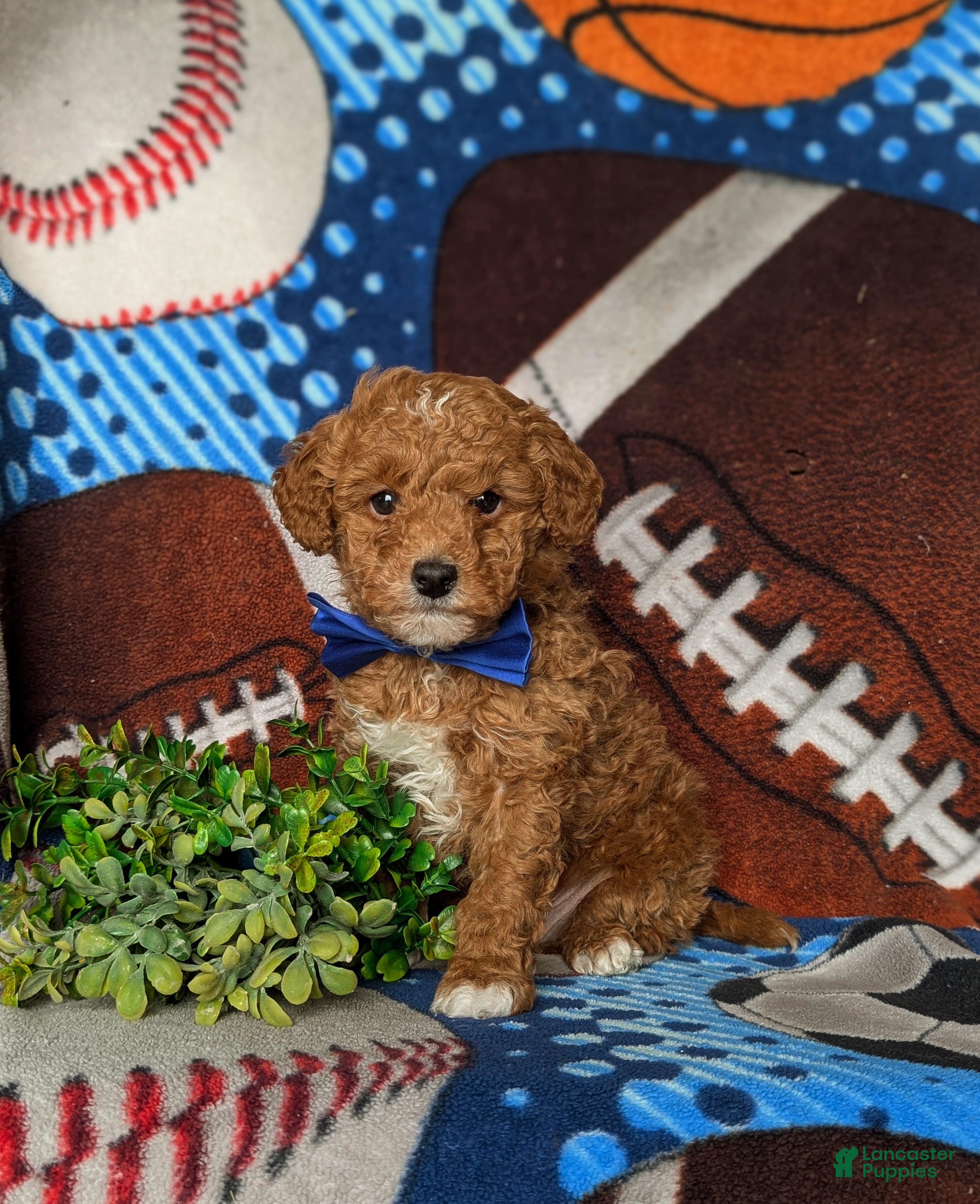 Miniature Labradoodle dogs Dunmore Hypoallergenic - Ad 2