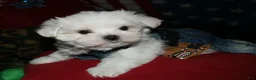 Maltese dogs for sale: Conrad - Ad 3