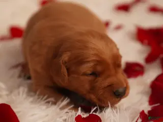 Golden Retriever dogs Bo - AKC, Genetically Clear - Ad 12