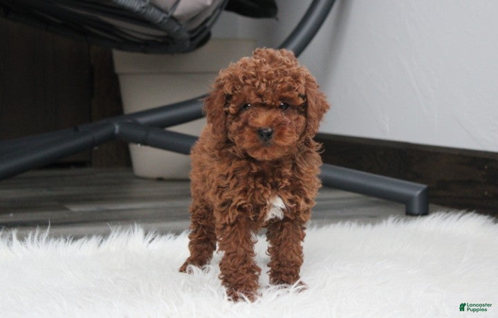 Toy Poodle dogs Abaro - Ad 2