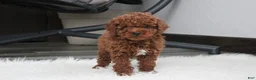Toy Poodle dogs for sale: Abaro - Ad 8