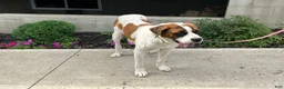 Saint Bernard dogs for sale: Saint Bernard 7 - Ad 4