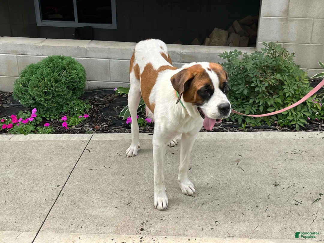 Saint Bernard dogs for sale: Saint Bernard 7 - Ad 4
