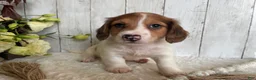 Miniature Dachshund dogs for sale: Luke - Ad 7