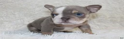 English Bulldog dogs for sale: Indi Rose - Ad 8
