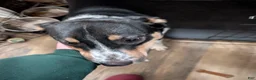 Mixed Breed dogs for sale: Mixed Breed - Ad 2