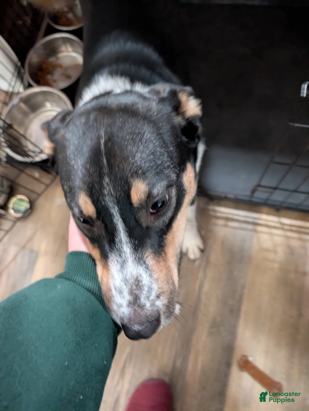 Mixed Breed dogs for sale: Mixed Breed - Ad 2
