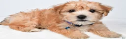 Morkie dogs for sale: Walker - Ad 8