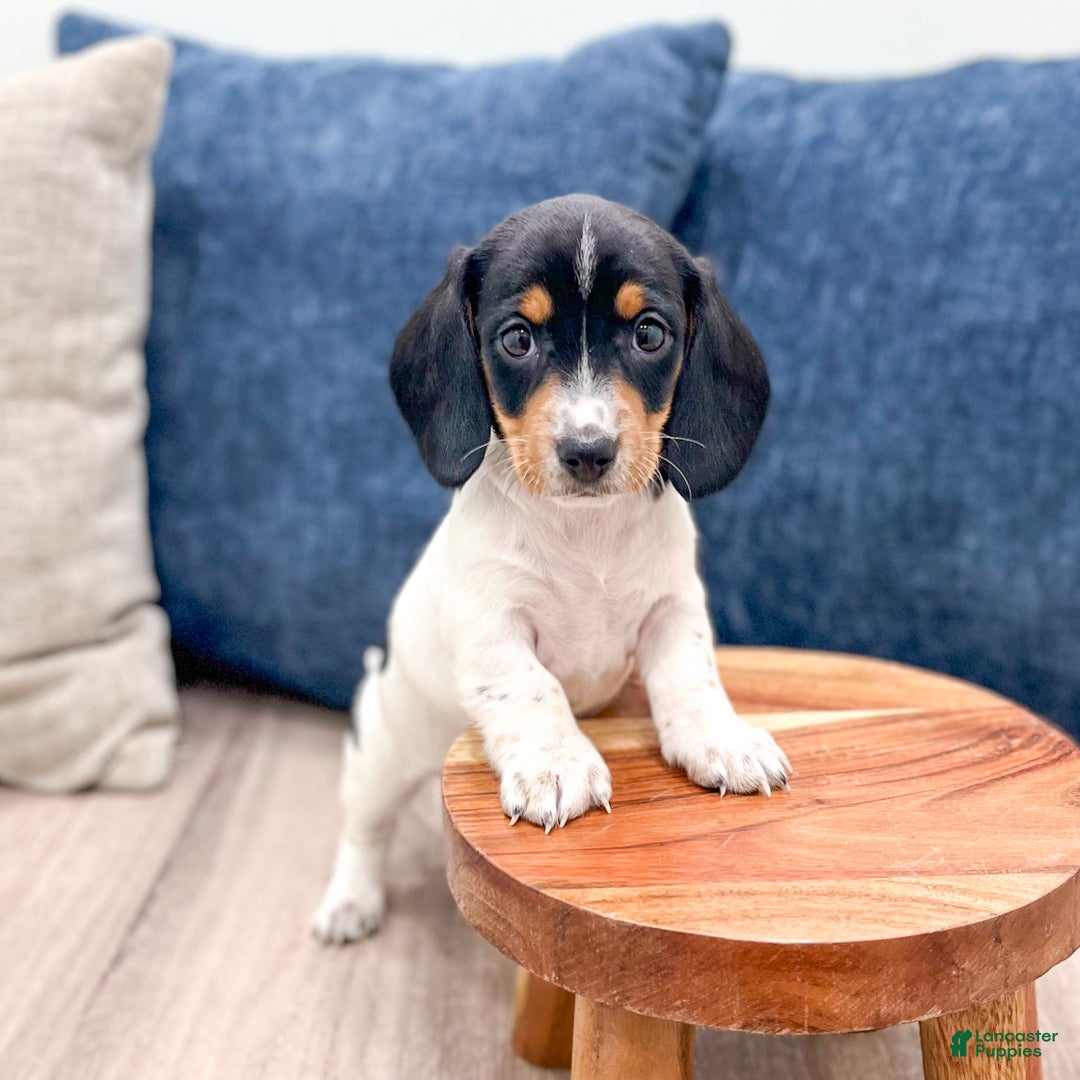 Miniature Dachshund dogs for sale: Bella - Ad 8