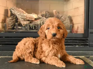 Mini Goldendoodle dogs for sale: Eeyore - Ad 3