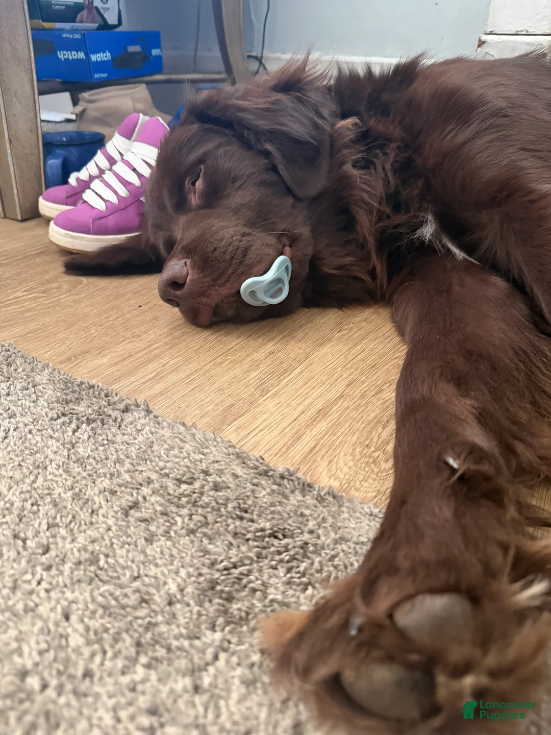 Newfoundland dogs for sale: Dunkin  - Ad 4