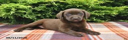 Labrador Retriever dogs for sale: Kaci - Ad 3