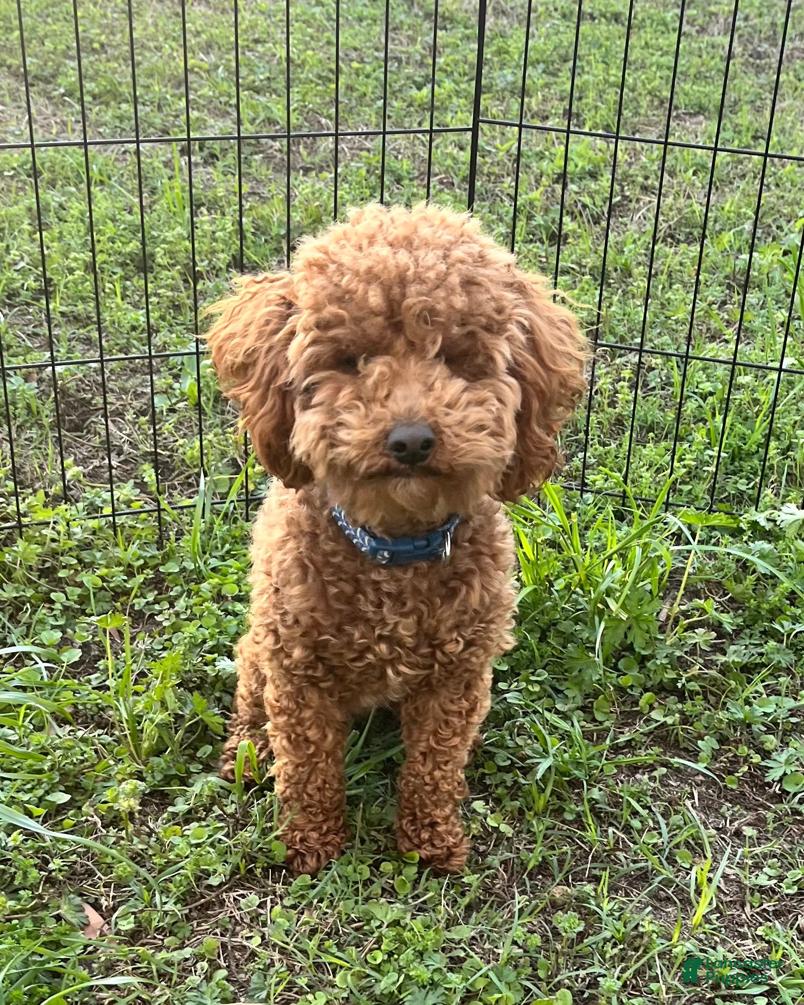 Teddy