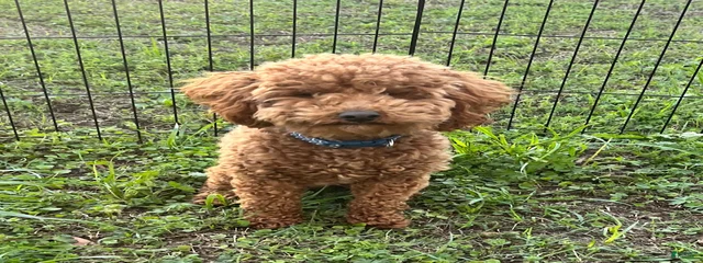 Teddy