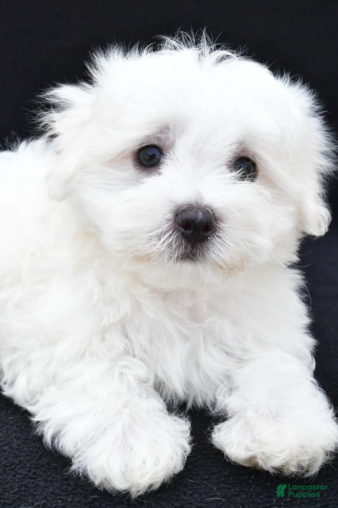 Maltese dogs for sale: Theo - Ad 11