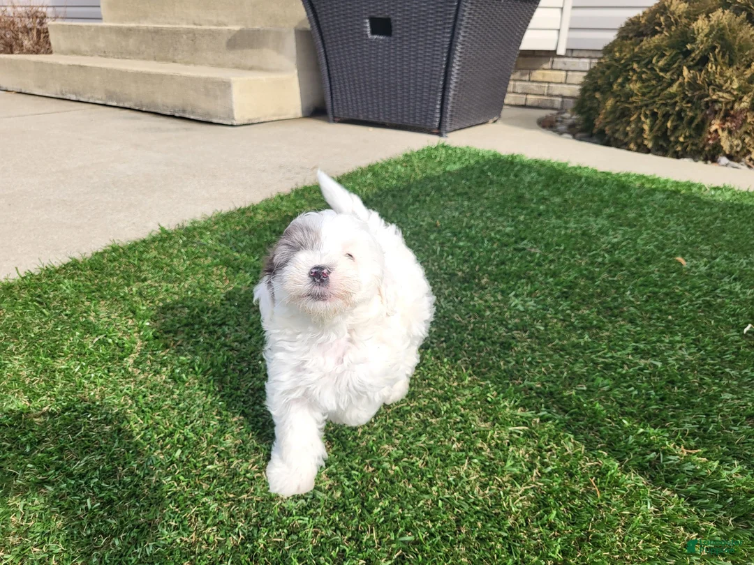 Mixed Breed dogs for sale: Scout - Ad 6