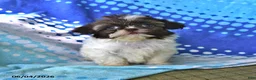 Shih Tzu dogs for sale: Mary - Ad 4