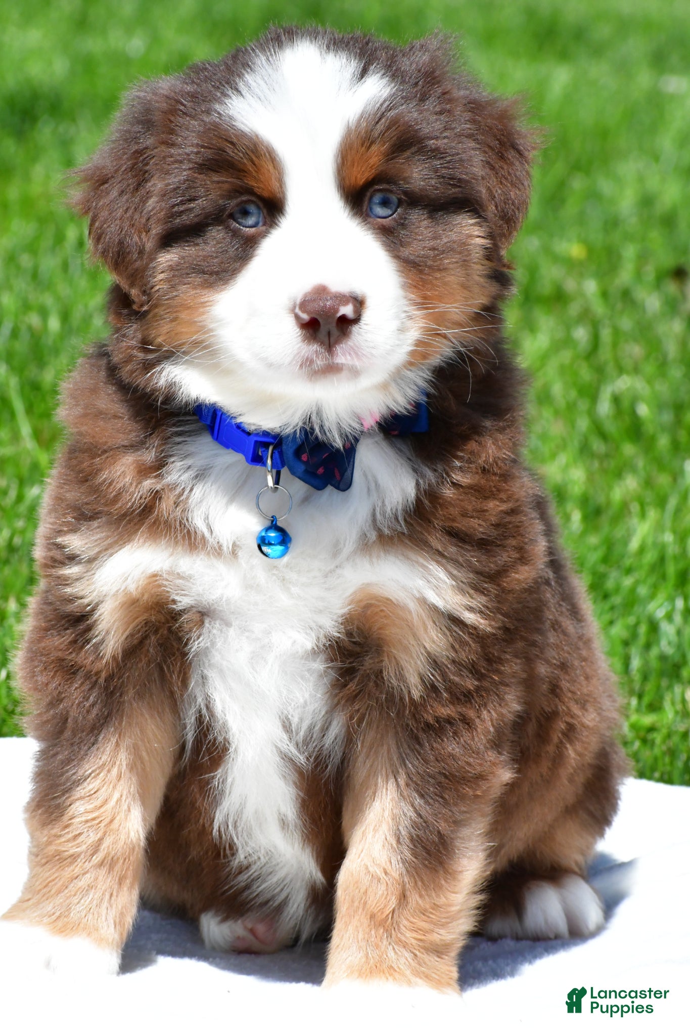 Miniature Australian Shepherd dogs for sale: Champ - Ad 2