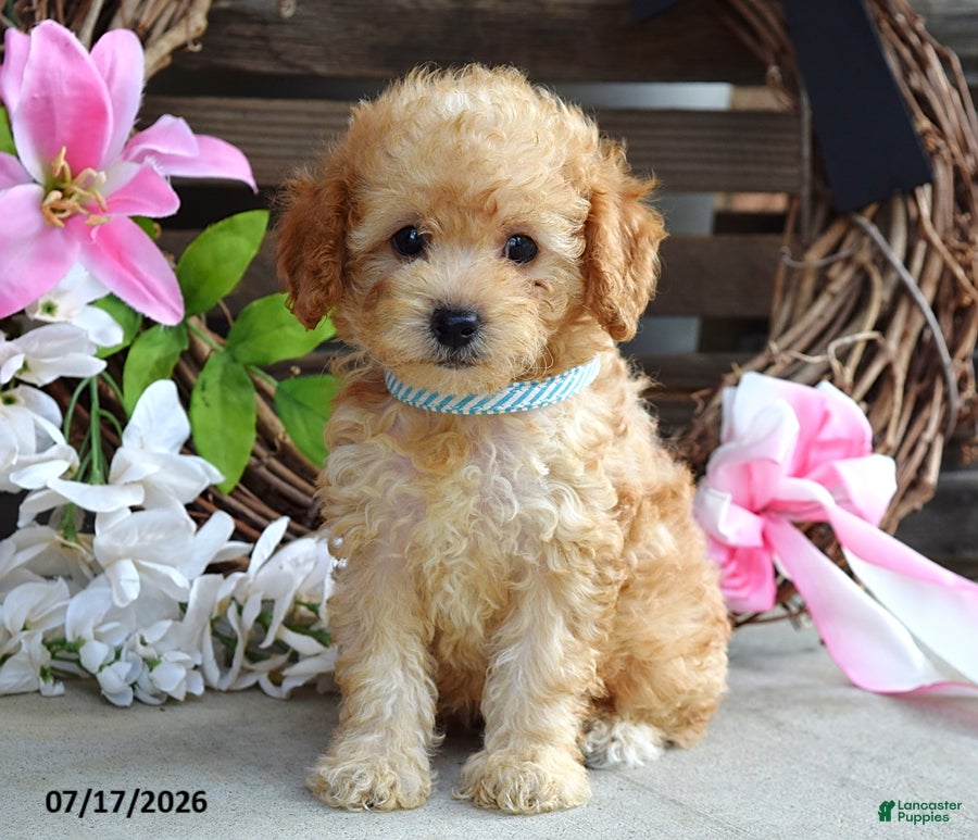 Cavapoo dogs Mason - Ad 2