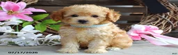 Cavapoo dogs for sale: Mason - Ad 2