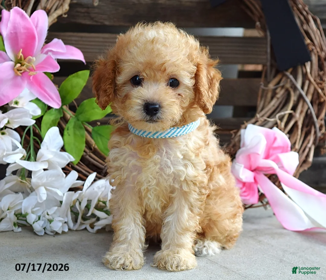 Cavapoo dogs for sale: Mason - Ad 2