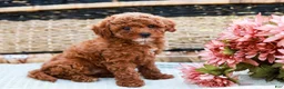 Toy Poodle dogs for sale: Beauty - Ad 5