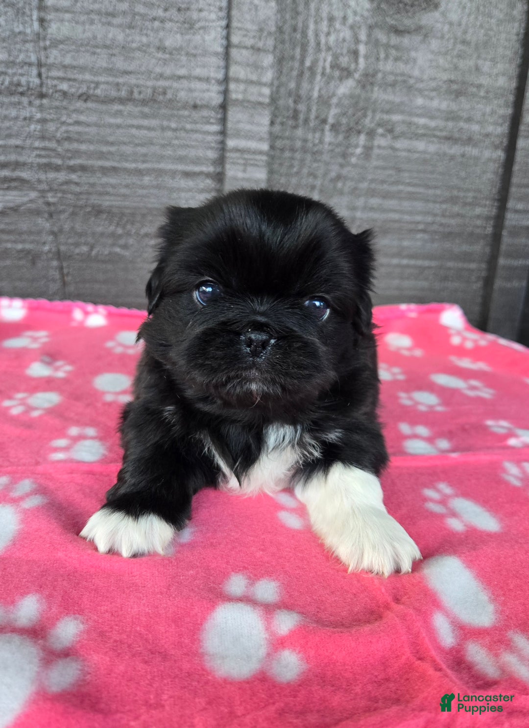 Pekingese dogs for sale: Wednesday  - Ad 3