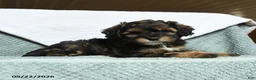 Cavapoochon dogs for sale: Waldo - Ad 3