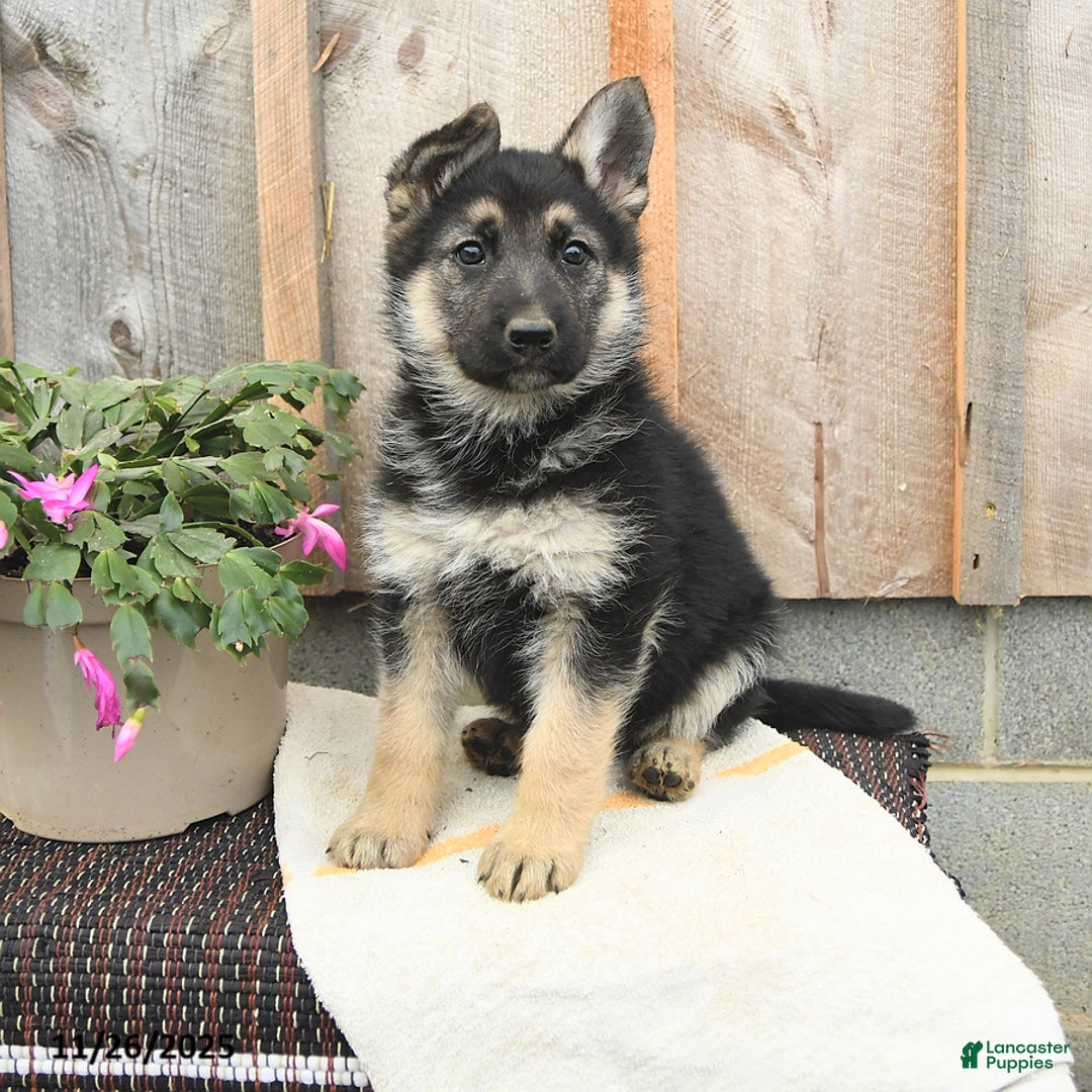 German Shepherd dogs for sale: Delilah - Ad 2