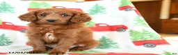 Cavapoo dogs for sale: Cracker - Ad 2