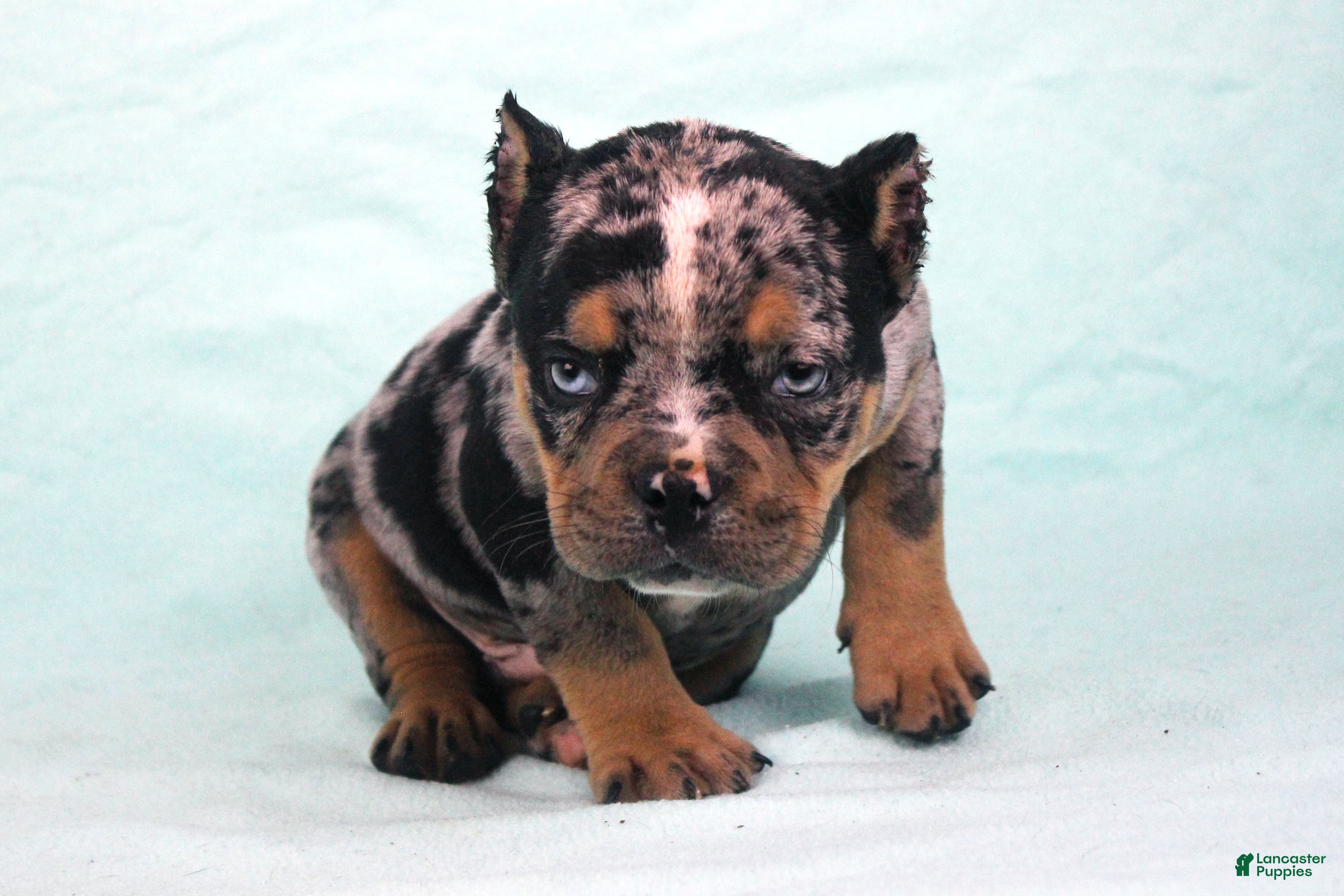 American Bully dogs Black Tri Merle Male - Ad 2